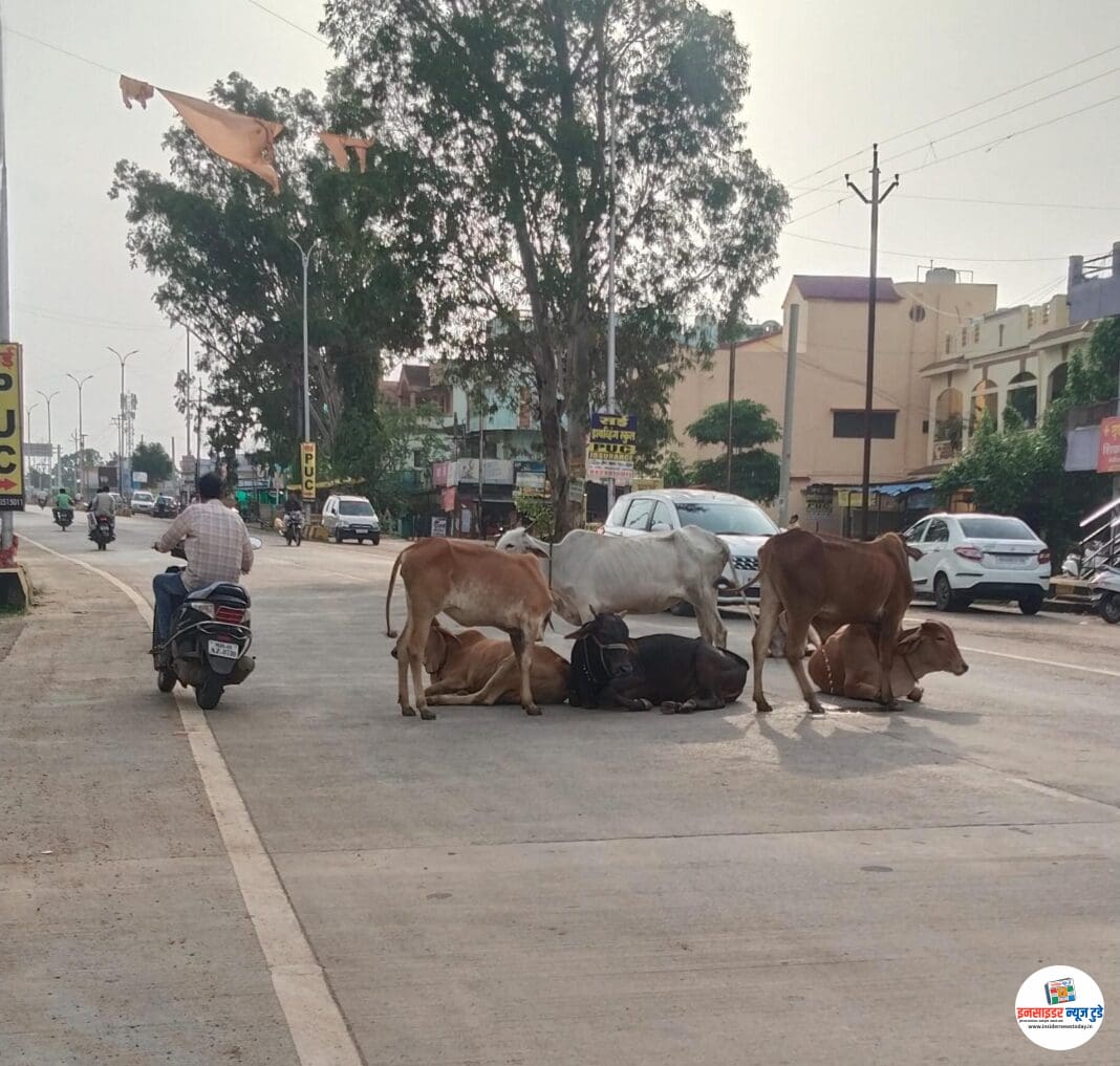 कोंडवाडे बंद ! मोकाट जनावरांचे रस्त्यावर ठाण ; अपघाताची भीती कोंडवाडे बंद ! मोकाट जनावरांचे रस्त्यावर ठाण ; अपघाताची भीती