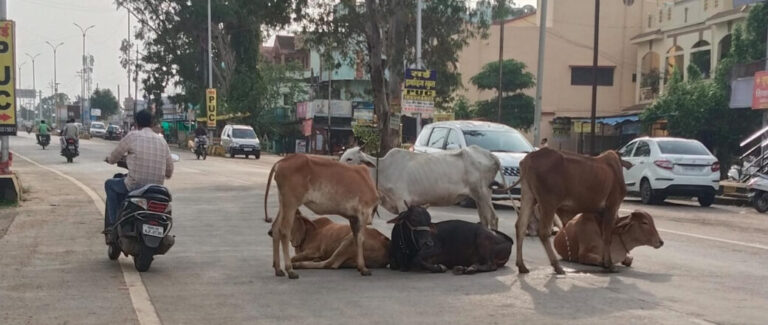 कोंडवाडे बंद ! मोकाट जनावरांचे रस्त्यावर ठाण ; अपघाताची भीती