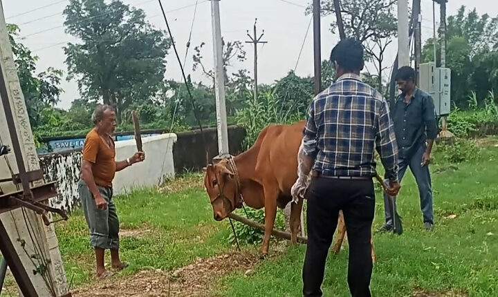 धामणगाव येथे कठडेअभावी उघडयावर, डॉक्टर अभावी कंपाउंडरच करतो कृत्रिम रेतन व जनावरांवर उपचार 
