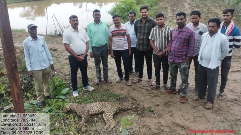 सिरोंजी येथे बिबट्याचा मृत्यू, टीटीसी येथे शवविच्छेदनानंतर अंत्यसंस्कार