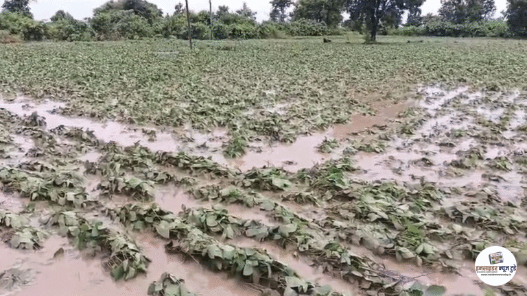 मुसळधार पावसामुळे ६०,००० हेक्टर पिकांचे नुकसान  जनजीवन ठप्प