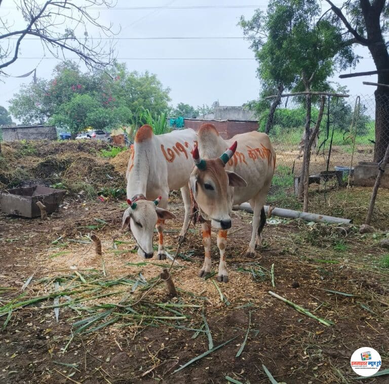 यंदा प्रहार पक्ष  संघर्षाचा पोळा कर्जमुक्तीचा पोळा साजरा करणार