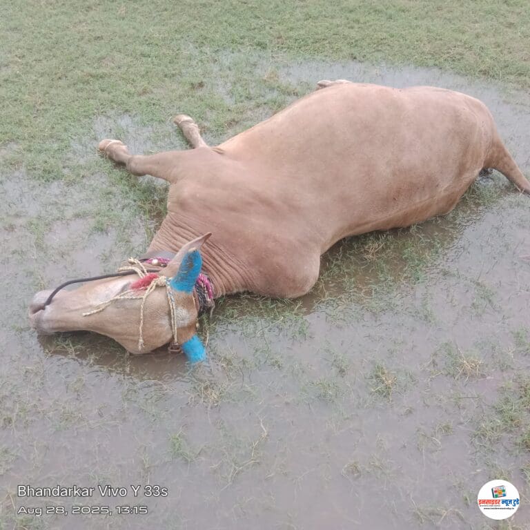 विज पडल्याने शेतातच बैलाच्या जागीच मृत्यू घाटकुरोडा येथील घटना