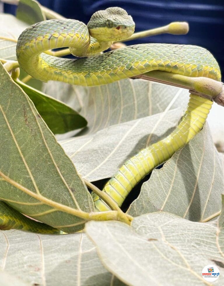 नागपुरात प्रथमच दुर्मीळ “चापडा” (Bamboo Pit Viper) सापाचा शोध