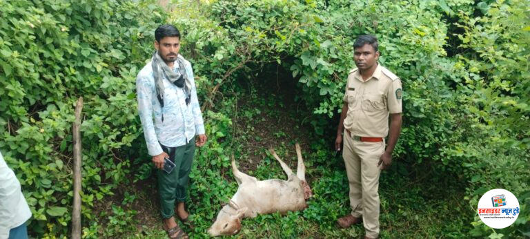 वाघ/बिबट्याने केली शेतातील गोठ्यात कारवट शिकार…