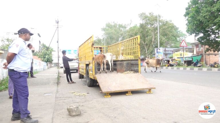 53 जनावरांची प्यार फाऊंडेशनच्या गोशाळेत रवानगी मालकांवर होणार गुन्हे दाखल