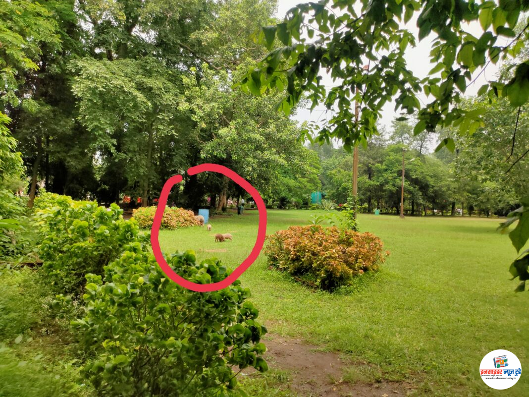 15 ऑगस्ट आणि पोलिसांची सतर्कता? महाराज बागेत 2 तास खुली डुकरे 15 ऑगस्ट आणि पोलिसांची सतर्कता? महाराज बागेत 2 तास खुली डुकरे