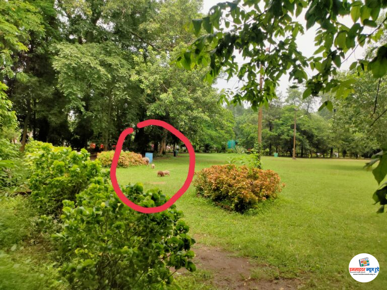 15 ऑगस्ट आणि पोलिसांची सतर्कता? महाराज बागेत 2 तास खुली डुकरे