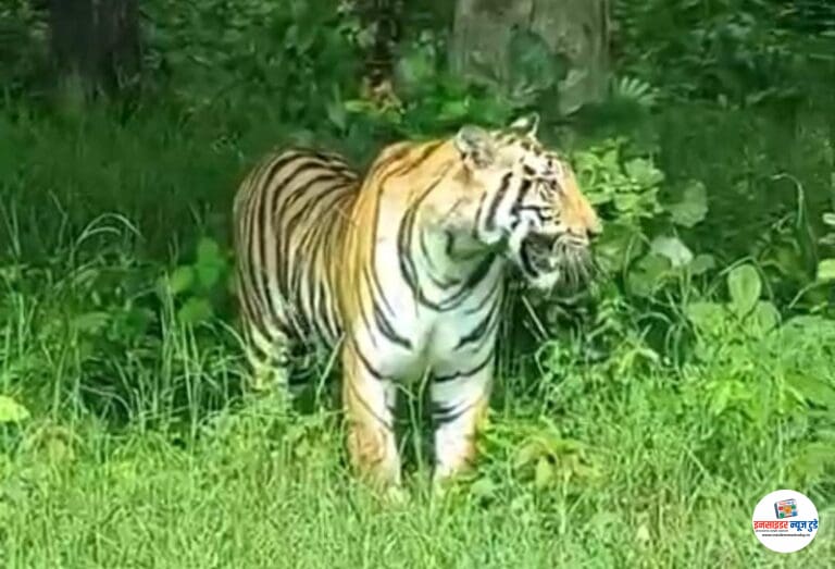 अतिशय सुंदर देखावा राष्ट्रीय महामार्ग क्र. ४४ नागपूर-जबलपूर देवलापार कट्टा पेट्रोल पंप परिसरात रोड क्रॉस करतांना प्रत्यक्ष वाघाचे दर्शन……