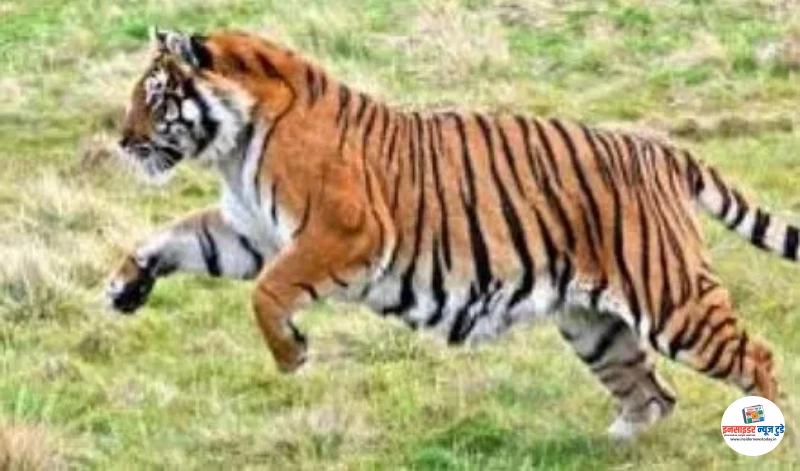 tiger_V_jpg--442x260-4g_copy_800x471