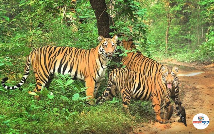 tiger