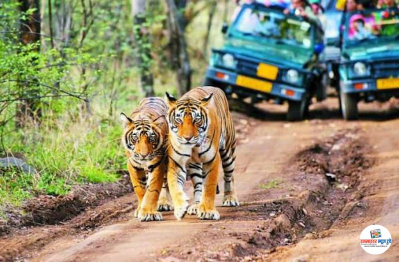 tiger