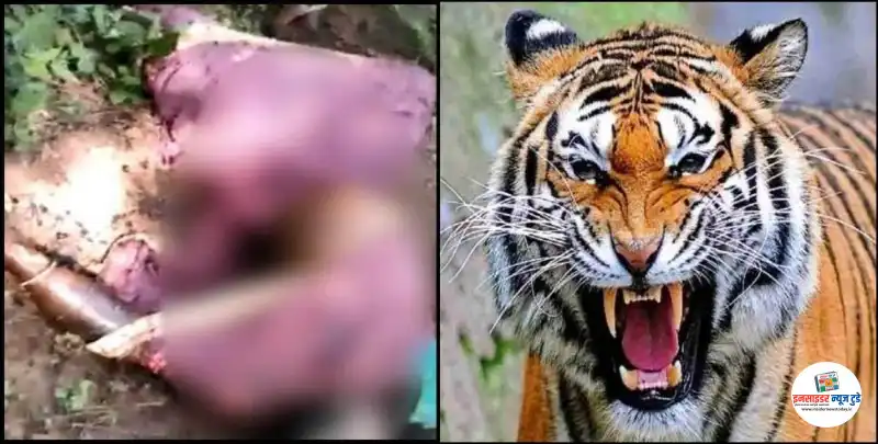 बाघ के हमले में 2 महिलाओं की मौत बाघ के हमले में 2 महिलाओं की मौत