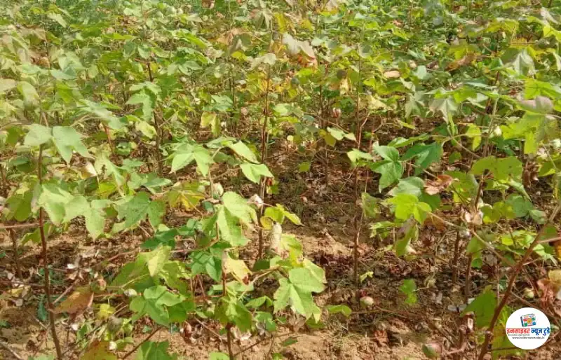 खापा परिसरात लाल्या रोगाचा कहर, कपाशी पिकाचे मोठे नुकसान, शेतकरी हतबल खापा परिसरात लाल्या रोगाचा कहर, कपाशी पिकाचे मोठे नुकसान, शेतकरी हतबल