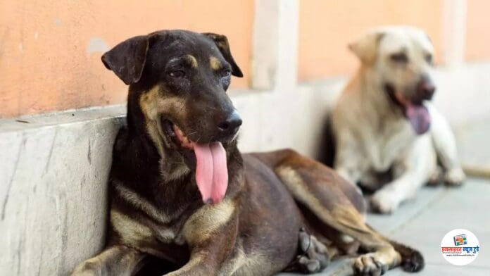 26_08_2025-doges_bhai_24025858_191955101_copy_800x450