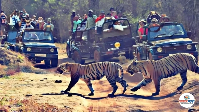 Tadoba-Andhari-Tiger-Reserve-Tourists-decreased_V_jpg--1280x720-4g_copy_800x450