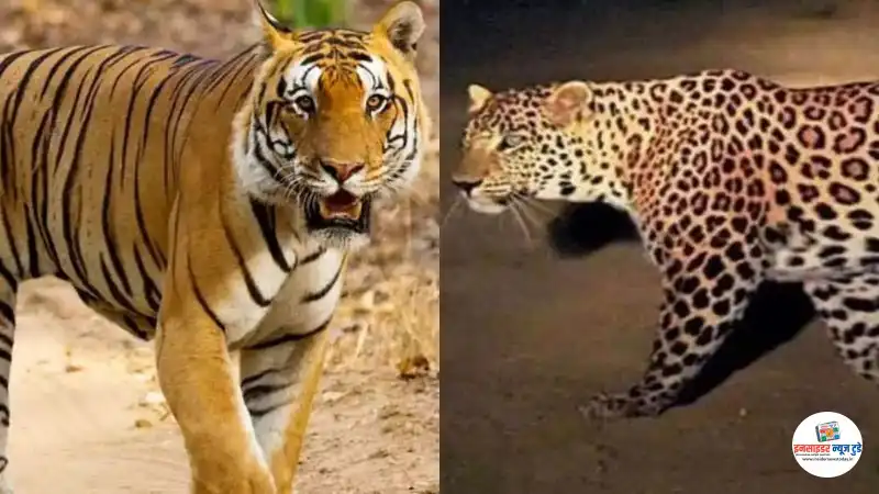 Tiger-and-Leopard_copy_800x450