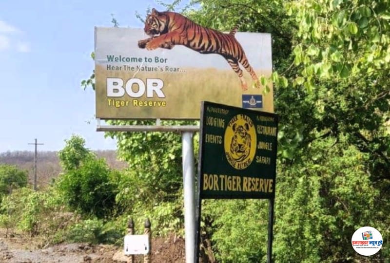 bir-tiger2_1_copy_800x540
