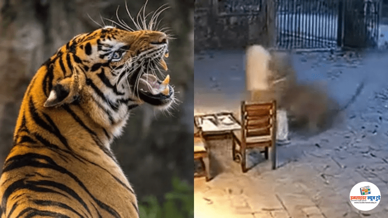 वाघाने वनरक्षकावर हल्ला केल्याचा व्हिडिओ खोटा वाघाने वनरक्षकावर हल्ला केल्याचा व्हिडिओ खोटा