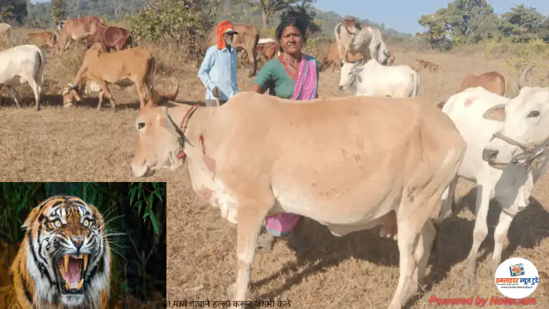 सत्रापूर येथे वाघाच्या हल्ल्यात गोऱ्हा व गाय जखमी सत्रापूर येथे वाघाच्या हल्ल्यात गोऱ्हा व गाय जखमी