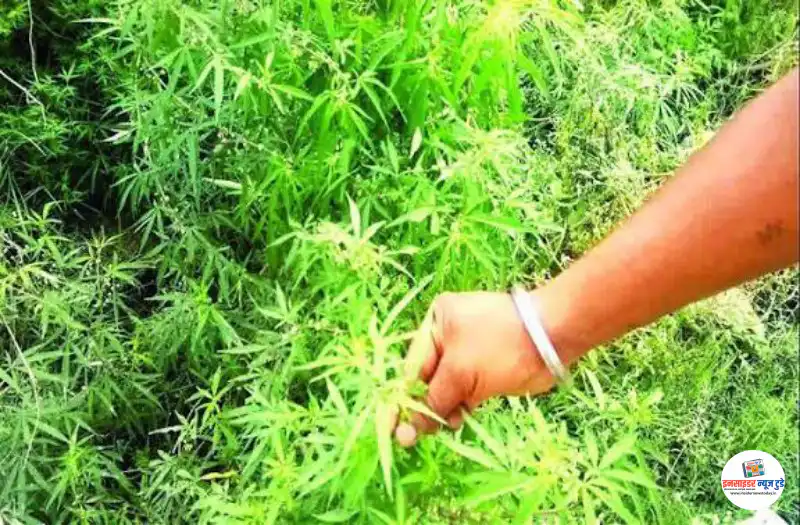 बुलढाणा में खेती का खतरनाक मोड़: फसल नहीं, खेतों में उगाया जा रहा गांजा बुलढाणा में खेती का खतरनाक मोड़: फसल नहीं, खेतों में उगाया जा रहा गांजा