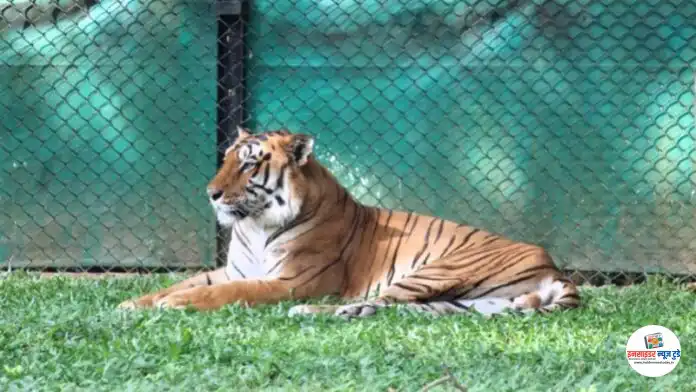 tiger_1
