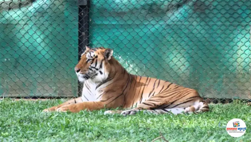 tiger_1