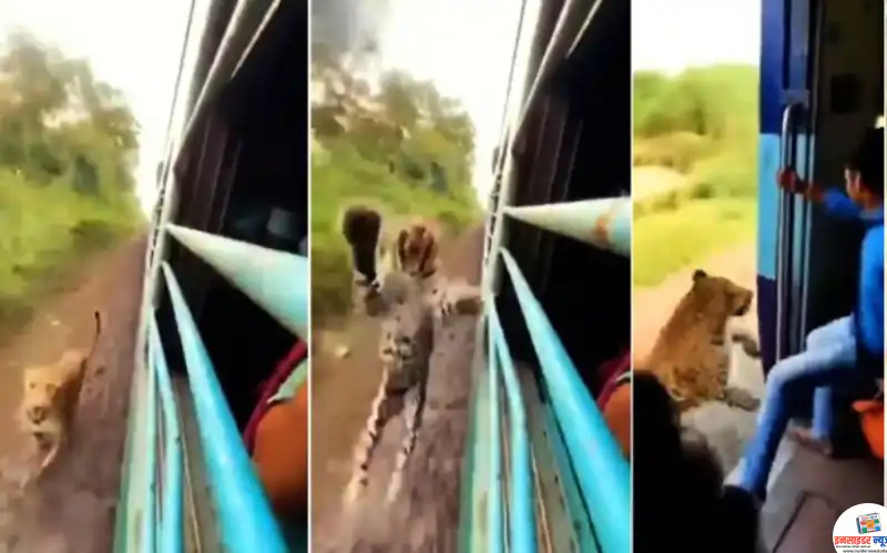 vairal-video-leopard-attack-min_copy_800x499