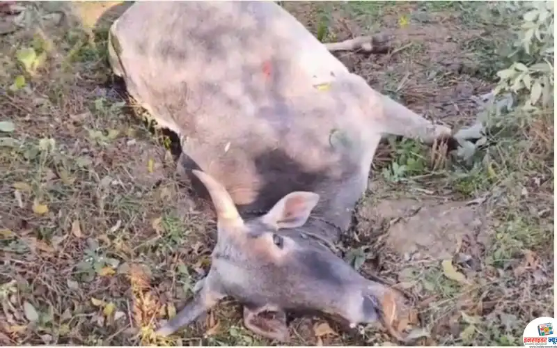 सिहोरा परिसरात वाघाची दहशत; गोठ्यात शिरून दोन बैलांची शिकार सिहोरा परिसरात वाघाची दहशत; गोठ्यात शिरून दोन बैलांची शिकार