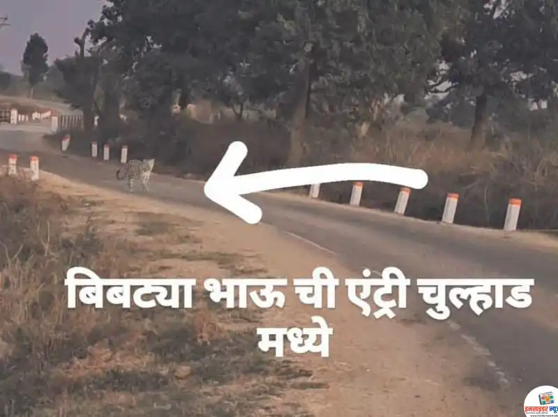 बिबट्याचे ए.आय. जनरेटेड फोटो बनवून अफवा पसरवणाऱ्यांवर होणार कठोर कारवाई; वनपरिक्षेत्र अधिकारी सी. जे. रहांगडाले यांचा इशारा बिबट्याचे ए.आय. जनरेटेड फोटो बनवून अफवा पसरवणाऱ्यांवर होणार कठोर कारवाई; वनपरिक्षेत्र अधिकारी सी. जे. रहांगडाले यांचा इशारा