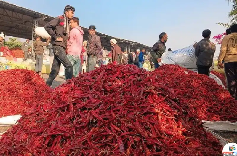 लाल मिर्ची ने निकाले पसीने, नागपुर में 50 रुपये किलो तक उछले दाम लाल मिर्ची ने निकाले पसीने, नागपुर में 50 रुपये किलो तक उछले दाम