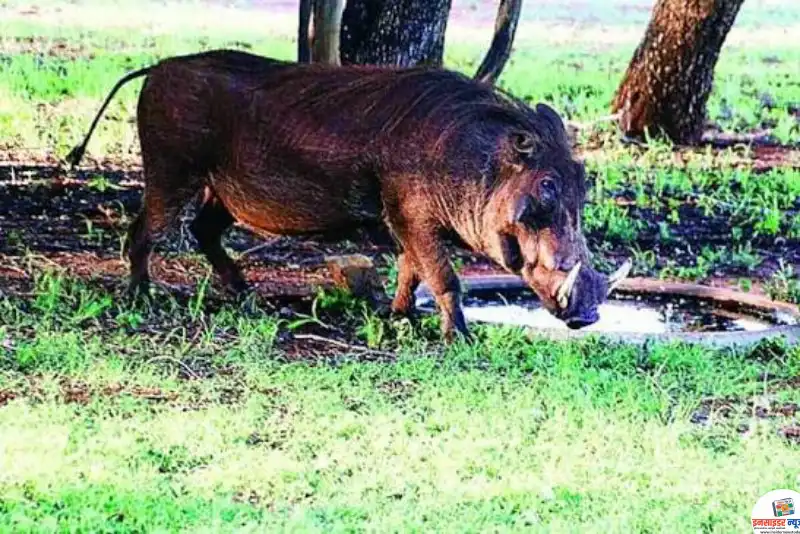 जंगली सुअरों ने तहस-नहस कर दी तुअर की फसल जंगली सुअरों ने तहस-नहस कर दी तुअर की फसल
