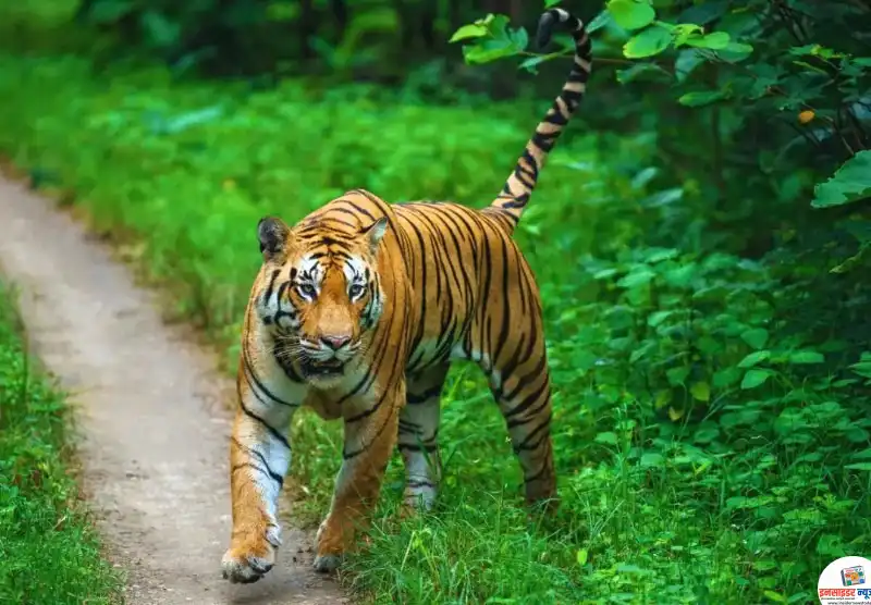 tiger