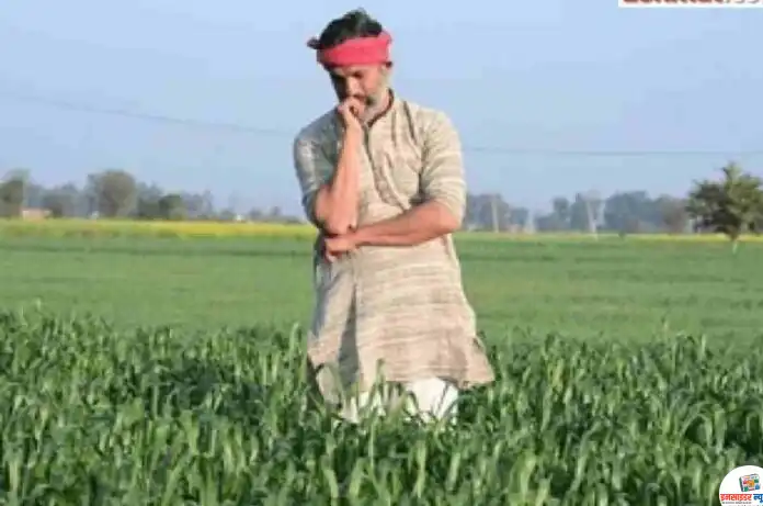 farmer