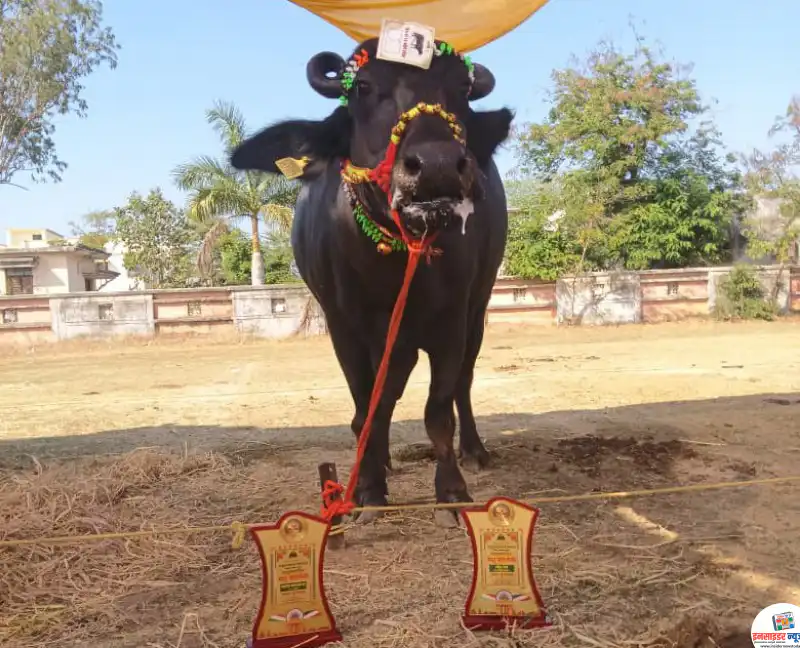 सिहोऱ्यात तालुकास्तरीय पशुपक्षी प्रदर्शनी उत्साहात; कर्कापूरच्या दिलीप आगाशे यांच्या म्हशीने पटकावला प्रथम पुरस्कार सिहोऱ्यात तालुकास्तरीय पशुपक्षी प्रदर्शनी उत्साहात; कर्कापूरच्या दिलीप आगाशे यांच्या म्हशीने पटकावला प्रथम पुरस्कार