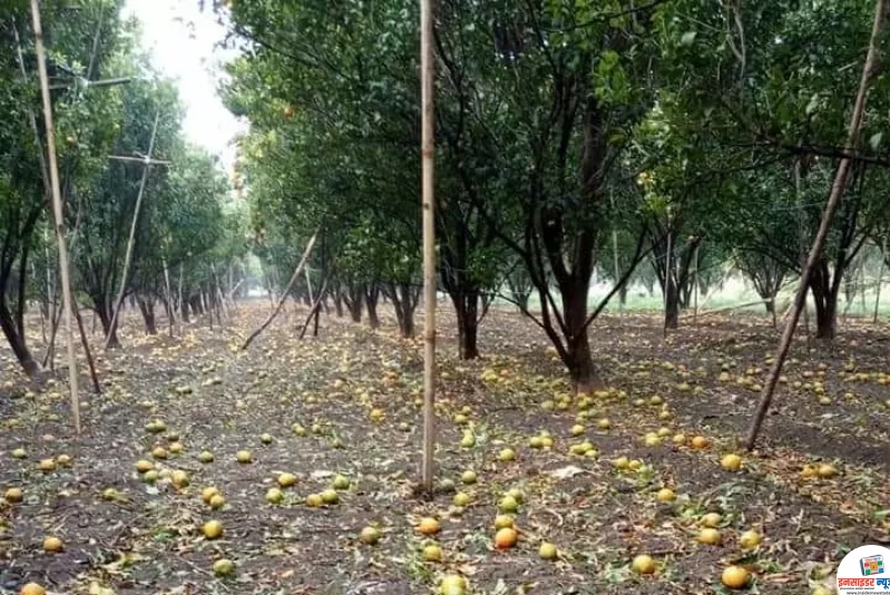 मोर्शी तालुक्यातील घोडदेव खुर्द परिसरामध्ये अवकाळी पावसासह गारपीट ! मोर्शी तालुक्यातील घोडदेव खुर्द परिसरामध्ये अवकाळी पावसासह गारपीट !