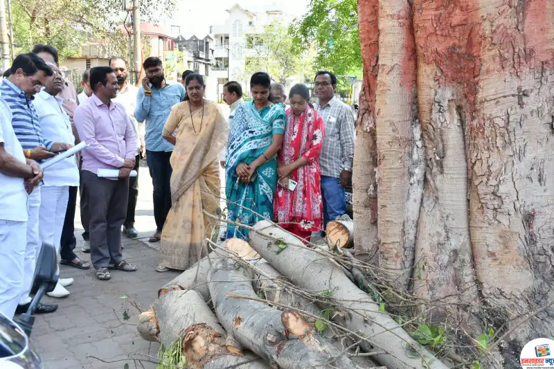 सूर्यनगरमधील विनापरवानगी झाडांच्या छाटणी प्रकरणी ठेकेदाराला नोटीस बजविण्याचे महापौरांचे निर्देश सूर्यनगरमधील विनापरवानगी झाडांच्या छाटणी प्रकरणी ठेकेदाराला नोटीस बजविण्याचे महापौरांचे निर्देश