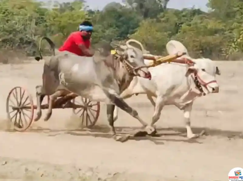 खापा नगरीत बीना तुतारी बैलगाडा शंकर पटाचे आयोजन खापा नगरीत बीना तुतारी बैलगाडा शंकर पटाचे आयोजन