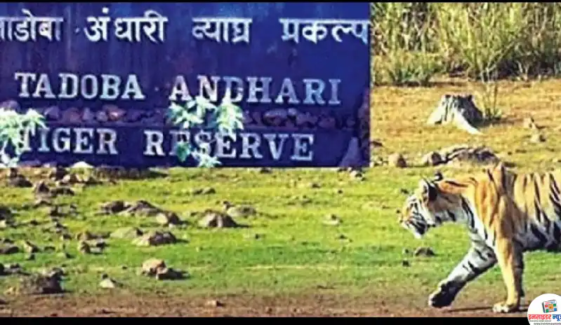 ताडोबाला जाताय…! सफारीच्या या बदललेल्या वेळा एकदा बघाच ताडोबाला जाताय…! सफारीच्या या बदललेल्या वेळा एकदा बघाच