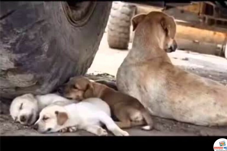 Surviving the Nagpur Heat: Summer Care Tips for Pets and Stray Dogs