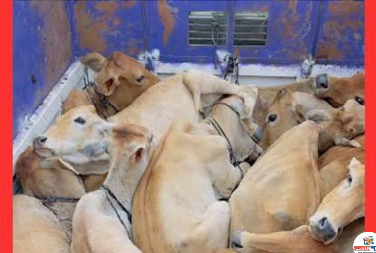 नवीन कामठी पोलिसांनी दिले १९ गोवंशीय जनावरांना जिवनदान