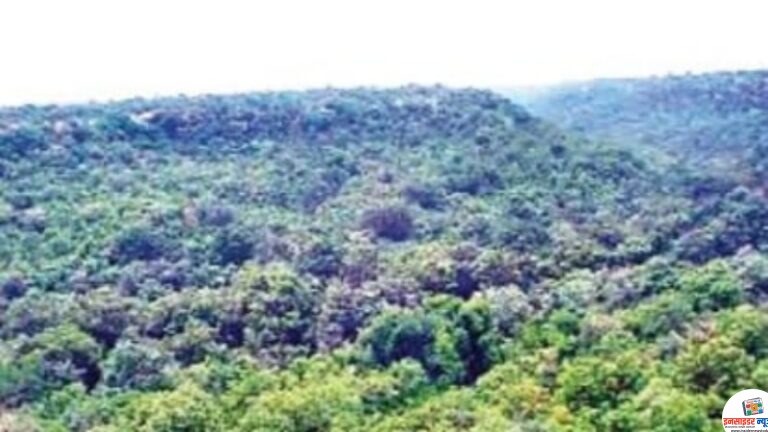 सदी के अंत तक जंगलों में 97 फीसदी तक बढ़ सकता है कार्बन भंडारण