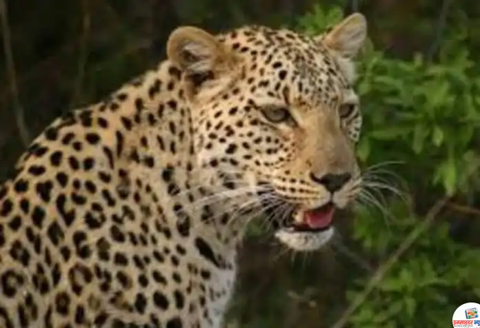 tiger