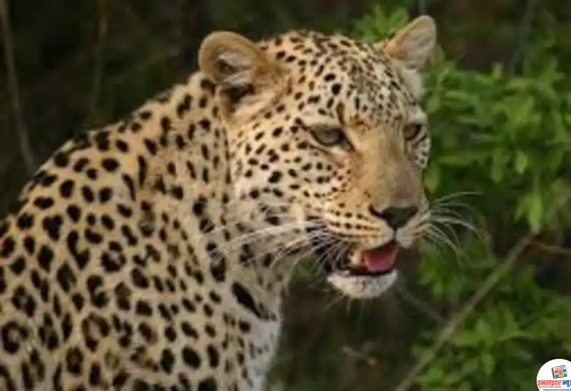 tiger