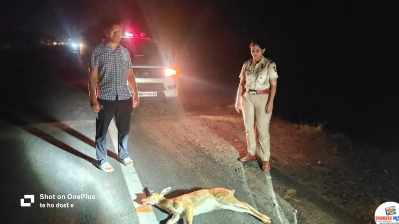 हेटी चौकी शिवारात हरणाचा अपघाती मृत्यू; दोन दिवसांत दुसरी घटना हेटी चौकी शिवारात हरणाचा अपघाती मृत्यू; दोन दिवसांत दुसरी घटना