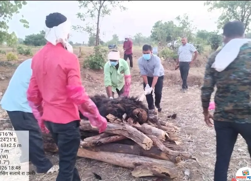 गुन्हा लपवण्यासाठी अस्वलाचे शव पुरले शेतात ! गुन्हा लपवण्यासाठी अस्वलाचे शव पुरले शेतात !