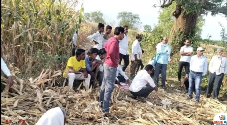 सरकारी कर्मचारीच करतोय तहसीलदारांच्या आदेशाचे उल्लंघन; लाखांदूर तालुक्यातील २०-२२ शेतकऱ्यांची उपासमार