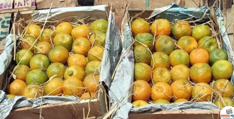 संत्रा आयात शुल्क परतावा योजना रद्द राज्य सरकारचा मोठा निर्णय ! 