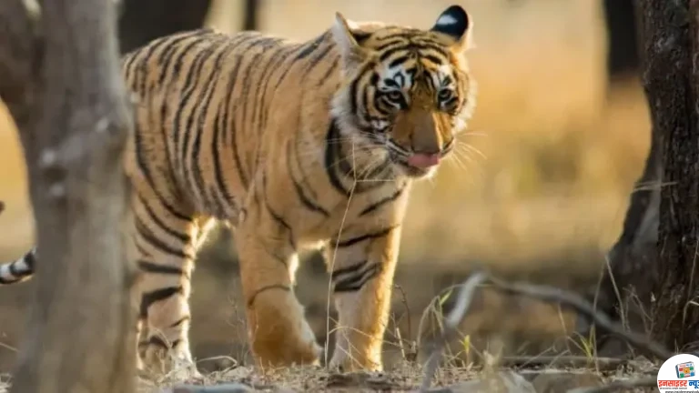 बाघ के हमले में फिर 1 महिला की हुई मौत