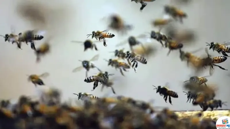 69d3782a2f0b0-guna-bee-attack-school-060852527-16x9_copy_800x450